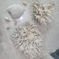 مرجان دریایی تنپ کوچک/ زیبا|ماهی|شیراز, شهرک فرزانگان|دیوار