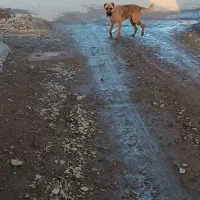 سگ گله|سگ|میان جلگه, |دیوار