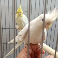 عروس پاریس|پرنده|شادگان, |دیوار