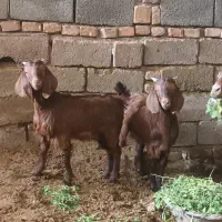 بز و کره (بردسیر)|حیوانات مزرعه|بردسیر, |دیوار