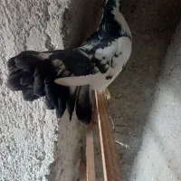 کبوترامریکای|پرنده|بهارستان, |دیوار