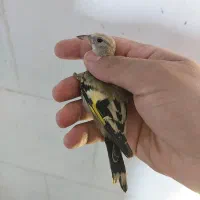 جوجه سهره