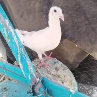 کفتر پلاکی
