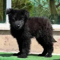 سگ ژرمن بلک مو بلند نردوماهنیم اصیل فی ۲۵ م ت