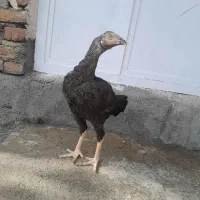 2 عدد مرغ لاری خارجی