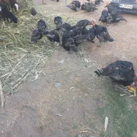 بوقلمون رسمی|حیوانات مزرعه|ماهدشت, |دیوار