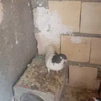 کلاغ کرباتی چپ و ساده|پرنده|چناران, |دیوار