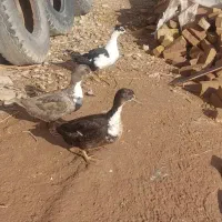 3عدد اردک شمالی هر3تا ماده