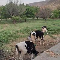 ۳راس گوساله ماده
