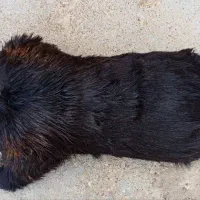 هزول.یا خیگ