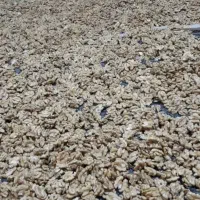 مغز گردو تازه