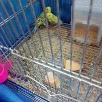 یک جفت مرغ عشق