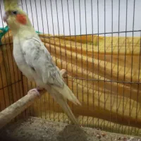 طوطی عروس مولد رنگ متفاوت|پرنده|رشت, نیکمرام|دیوار