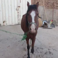 مادیان اسب|اسب و تجهیزات اسب‌سواری|بروجرد, |دیوار