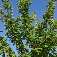 فروش باغ‌در‌ روستای‌ دودران