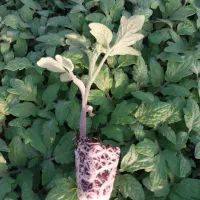 نشا گوجه|خدمات باغبانی و درختکاری|شیراز, خلدبرین|دیوار