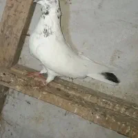کبوتر|پرنده|رشت, هلال احمر|دیوار