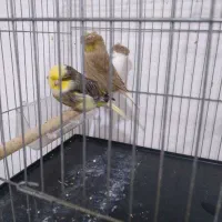 قناری وگلبسر