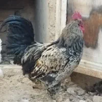 خروس جوان و سرحال|حیوانات مزرعه|معصومیه, |دیوار