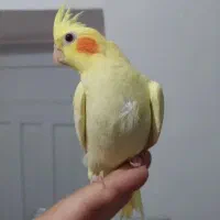 عروس هلندی ماده