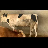 فروش گوساله نر|حیوانات مزرعه|اهواز, کوی باهنر|دیوار