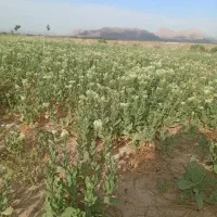 فروش زمین مزروعی