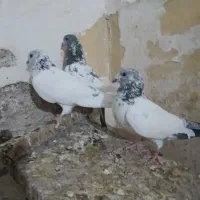 شیخ بحرینی ، اشعل