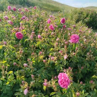 باغ و زمین زراعی|گل و گیاه طبیعی|تهران, استاد معین|دیوار