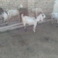 30تا بز جوان زاییده