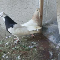 گفتر رنگی|پرنده|ساری, |دیوار