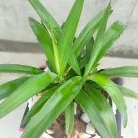 گل آپارتمانی بونسای کادو خاص با گلدان سفالی مخصوص|گل و گیاه طبیعی|مشهد, کارمندان دوم|دیوار