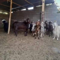 بزماده همراه با نر بز