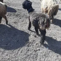 قوچ|حیوانات مزرعه|ازنا, |دیوار