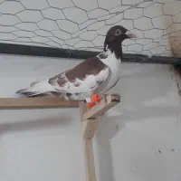 کبوتر قشنگ