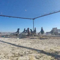 کفتر یا کبوتر|پرنده|شیراز, شهرک گلستان|دیوار