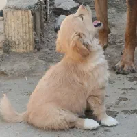 سه عدد سگ پا کوتاه