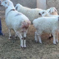 بره نر برا قوچی|حیوانات مزرعه|قهستان, |دیوار