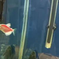 ماهی و ملزومات دکور اکواریوم