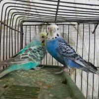 مرغ عشق جفت رنگی با قفس و یک تخم