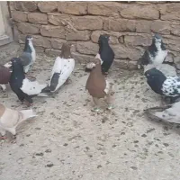 فروشی کبوتر سینه سیاه|پرنده|رشتخوار, |دیوار