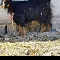 بز ماده