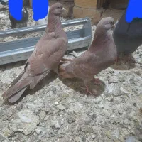 کبوتر