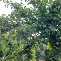 باغ در شهر نیر زیبای من|فروش خانه و ویلا|نیر (یزد), |دیوار