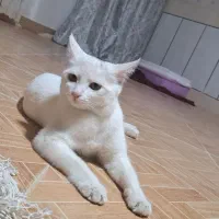 گربه ملوس