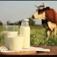 شیر گاو محلی