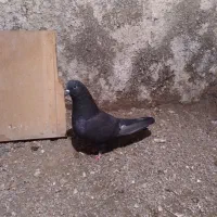 طوقی|پرنده|نمین, |دیوار