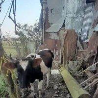 گاو|حیوانات مزرعه|صومعه‌سرا, |دیوار