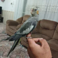 عروس هلندی نر چهار ماهه