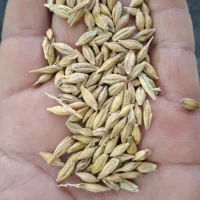 جو کاه نان خشک|لوازم جانبی حیوانات|نگین شهر, |دیوار