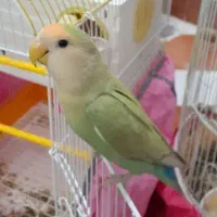 فروش یک جفت طوطی برزیلی اهلی و سخنگو